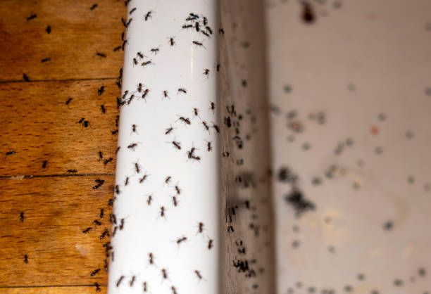 Best Insect Control  in Shelby, MS