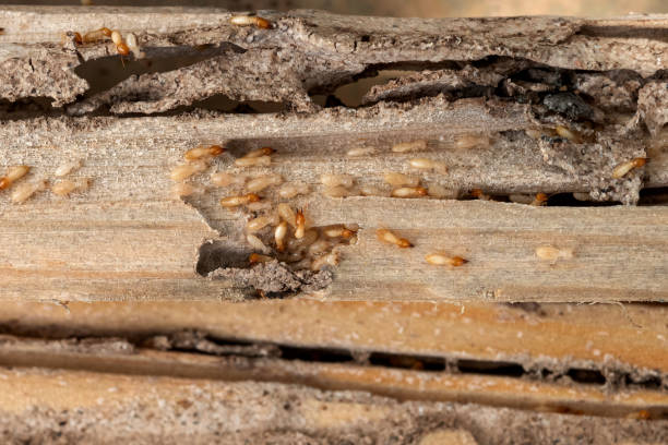 Best Residential Pest Control  in Shelby, MS